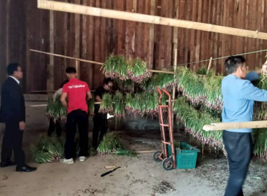 สหกรณ์การเกษตรกุดชุม ผนึกกำลังเชื่อมโยงหอมแดงศรีสะเกษ ... Image 3